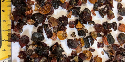 Dried Fruits sp.zo.o продава сушени шипки с добро качество