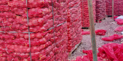 La cebolla roja egipcia, también conocida como cebolla babosa