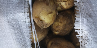 Vendo patatas nuevas entre 25 y 50 toneladas.