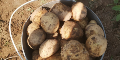 Vendo patatas nuevas entre 25 y 50 toneladas.