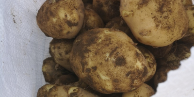 Vendo patatas nuevas entre 25 y 50 toneladas.