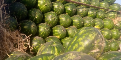 Sandia dulce de Marruecos de Agadir 0,6€/kg, importamos por