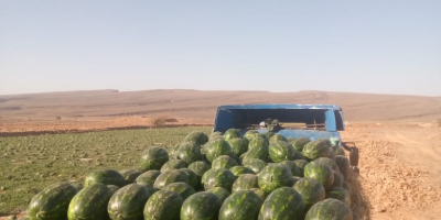 Sandia dulce de Marruecos de Agadir 0,6€/kg, importamos por