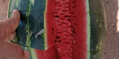 Sandia dulce de Marruecos de Agadir 0,6€/kg, importamos por