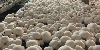 Venderé champiñones blancos en jaulas de 3/4 kg. Bonitos