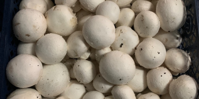 Venderé champiñones blancos en jaulas de 3/4 kg. Bonitos