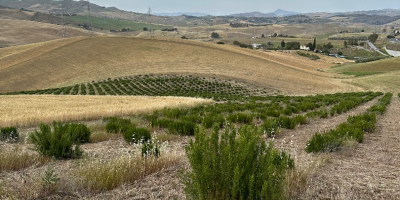 VENDO ROMERO ORGÁNICO PARA RECOGER DEL CAMPO (SICILIA, CALTANISSETTA)