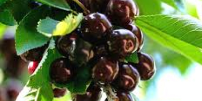 Nuestras cerezas negras son muy grandes y dulces. El