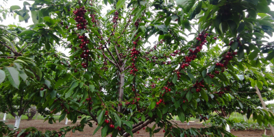 Cerezas orgánicas directamente del productor, más detalles al [teléfono]