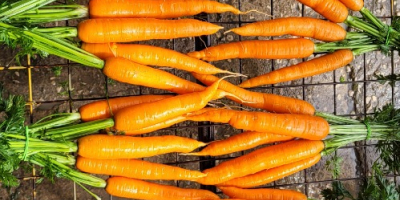 Hola, estableceré una cooperación con recolectores de hortalizas (zanahorias,