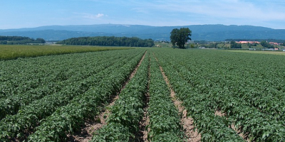 ¡Hola! Somos un colectivo de agricultores de Rumania y