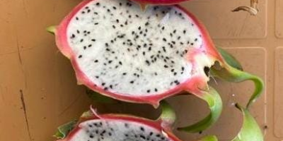 La pitahaya de alta calidad estará disponible en junio.