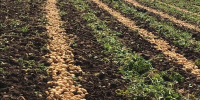 Han comenzado las ventas de patatas de nueva cosecha