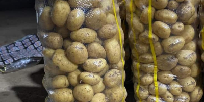 Han comenzado las ventas de patatas de nueva cosecha