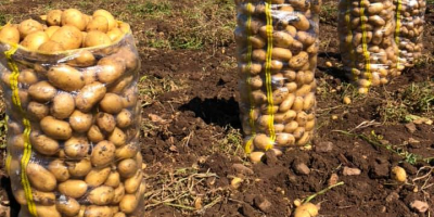 Han comenzado las ventas de patatas de nueva cosecha