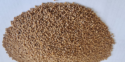 Semillas de mostaza blanca Precio FCA Osina Mała pureza