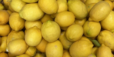 Limones ecológicos del campo a la mesa ,buena calidad