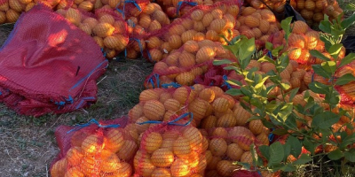 Limones ecológicos del campo a la mesa ,buena calidad