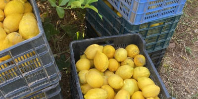 Limones ecológicos del campo a la mesa ,buena calidad