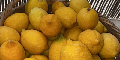 Limones ecológicos del campo a la mesa ,buena calidad