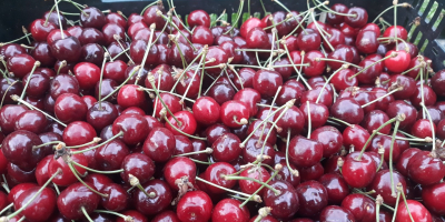 Cerezas de mayo directamente del huerto. Son cerezas tempranas,