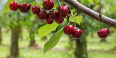 Cerezas de mayo directamente del huerto. Son cerezas tempranas,