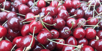 Cerezas de mayo directamente del huerto. Son cerezas tempranas,