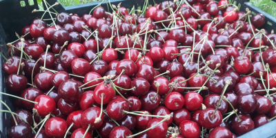 Cerezas de mayo directamente del huerto. Son cerezas tempranas,