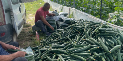 Petrich, vendo pepinos, tomates, etc.