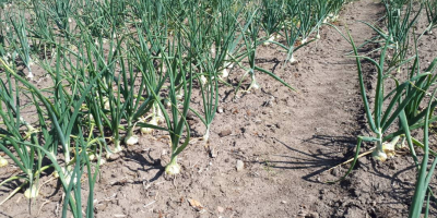 Venta de cebollas de invierno veloces. Posibilidad de preparar