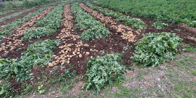 Papas Karlita [número de teléfono]