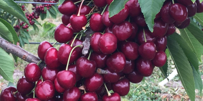 Estamos entusiasmados de ofrecer cerezas y manzanas de primera