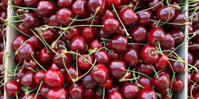 Estamos entusiasmados de ofrecer cerezas y manzanas de primera