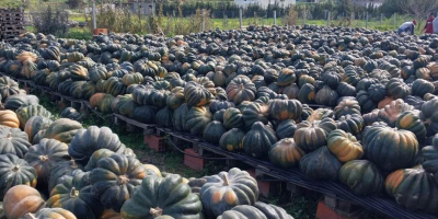 Calabazas tunecinas premium: excelencia exportadora en todo el mundo