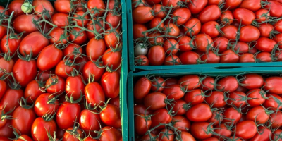 ❗️¡Vendemos verduras frescas rumanas al por mayor! ❗️¡Vendemos verduras