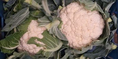 Venderé coliflor en grandes cantidades. Calibre 6/8 piezas [teléfono]
