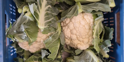 Venderé coliflor en grandes cantidades. Calibre 6/8 piezas [teléfono]