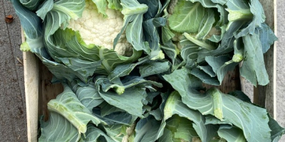 Venderé coliflor en grandes cantidades. Calibre 6/8 piezas [teléfono]