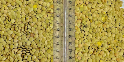 Vendo sorgo blanco, pureza 98%, humedad hasta 14,5%, embalaje