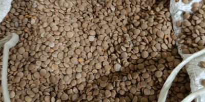 Vendo sorgo blanco, pureza 98%, humedad hasta 14,5%, embalaje