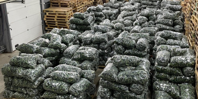 Vendemos pepinos a granel. También podemos entregar hasta tres
