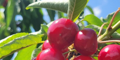 Cerezas de tamaño grande y mediano procedentes de la