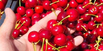 Cerezas de tamaño grande y mediano procedentes de la