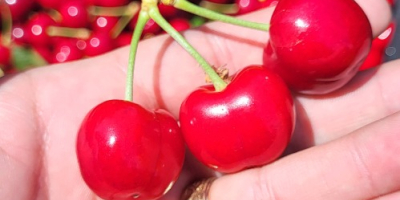 Cerezas de tamaño grande y mediano procedentes de la