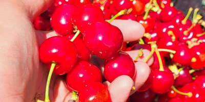 Cerezas de tamaño grande y mediano procedentes de la