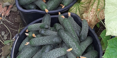 Estimados clientes: Nos gustaría anunciarles que vendemos pepinos, tomates