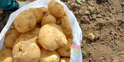 Vendemos patatas rumanas al por mayor. contenedor: bolsa, malla,