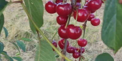 Productor de guindas de la República de Moldavia. Tengo