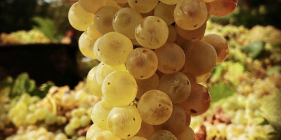 Uvas de vino blanco ecológicas certificadas - IGP Lazio,