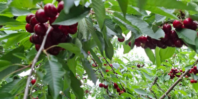 CEREZAS - Las cerezas se venden con agitación planificada